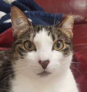 Amy Cat