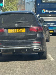 cat number plate